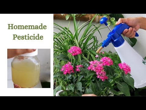 homemade-powerful-pesticide-to-control-all-types-of-garden-pests-|-3g-solution-|-garden-vibes
