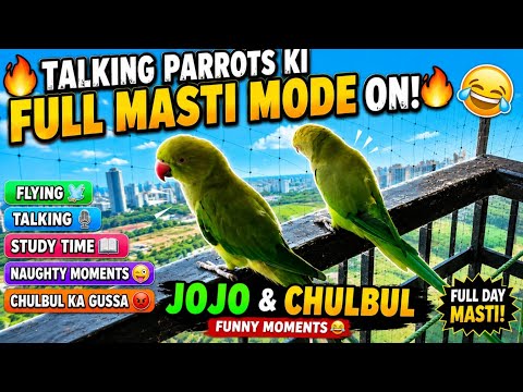 Talking Parrots Ki Full Masti Mode ON 🔥 | Jojo & Chulbul Funny Moments 😂🦜