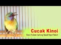 Cucak Kinoi Gacor Volume Lantang Speed Rapet Sekali