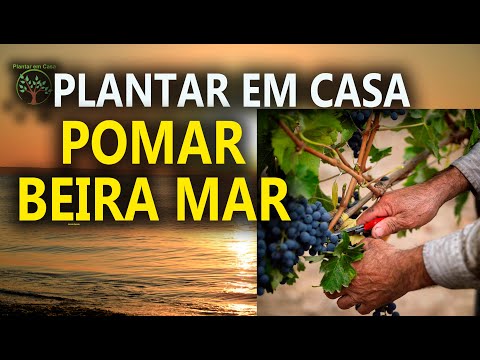 Vídeo: Plantas e flores à beira-mar - Como escolher uma planta à beira-mar