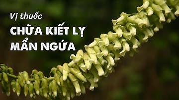 #5 Tiêu trừ lở loét, kiết lỵ - Cây khổ sâm | DƯỢC LIỆU QUANH TA #duoclieu #tribenhkhongdungthuoc