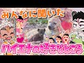 【愛】みんなに聞いた「ハイエナの好きなところ」大発表！！【骨淵ファング】 #ブチハイエナ #ハイエナ #動物 #vtuber