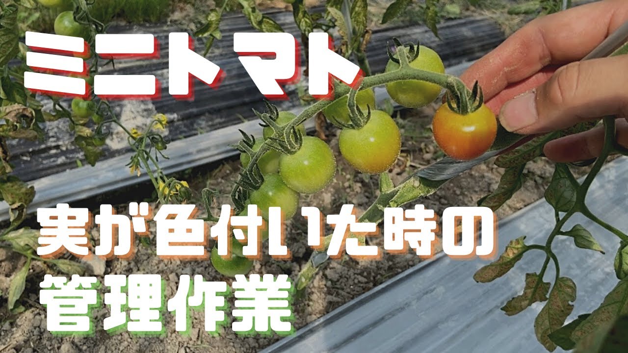 ミニトマト栽培 定植後2か月 追肥 下葉かき 通気性と病気予防 Youtube