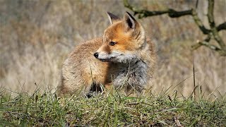 A little young fox finally comes home..Must see!!!