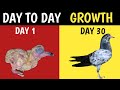 Growth of Baby Pigeon | From Hatching to 45 Days old