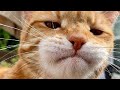  funny cats  cute cats  cute pet  funny pet   diba pets