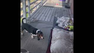 Basset Hound Personalities by Bailey's Basset Hounds 3,152 views 1 year ago 5 minutes, 40 seconds