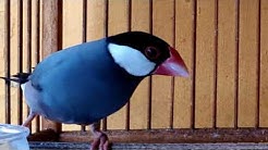 Cukup 5 menit!!! Burung Glatik Belong manapun bakal nyaut dan gacor - Durasi: 31:38. Cukup 5 menit!!! Burung Glatik Belong manapun bakal nyaut dan gacor - Durasi: 31:38.