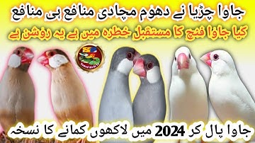 Java Finch Future 2024 | Java sparrow Price in pakistan | Profitable Business ForJava Bird🐣