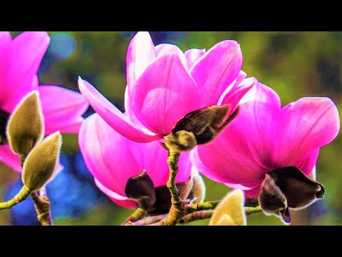 Видео: Замбага цэцэг үржүүлэх аргууд: Замбага модыг огтолж эхлэх зөвлөмжүүд