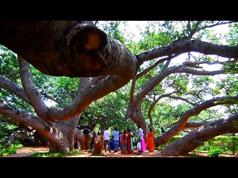 Pillalamarri, Zoo Park, Museum, Shiva Temple in Mahabubnagar | HD Video