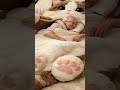 Cat Sleeping Bag #viral #shorts #shortvideo