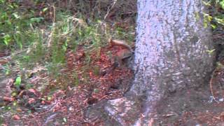 Squirrel chattering