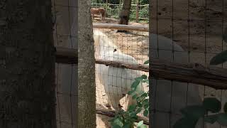 Horse Scratching His On Fence