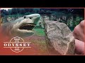 Why Are There Prehistoric Shark Teeth In This British Quarry? | Ancient Tracks | Odyssey