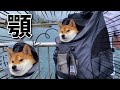 【柴犬】リュックサックが顎にぴったりフィットすぎて二重アゴになってしまう犬