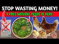9 Free NATURAL CHICKEN FEED: Increase Profit😍| Backyard Chicken Keeping | Natural Feed For Chickens