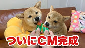 いなばwanちゅ るmv Wanちゅ るしよ 第一弾 Youtube いなばwanちゅ るmv Wanちゅ るしよ 第一弾 Youtube