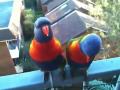 Local Lorikeets pop along for a chat