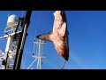 Giant Shark Hunting Shark Fish Giant Shark Hunting Shark Fish