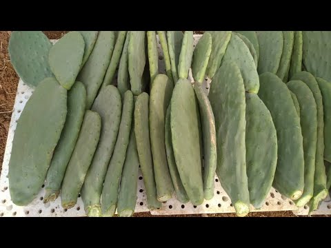 زراعة التين الشوكي 3