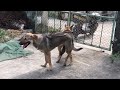 Love story of 2 dogsremember to subscribe to my support channel if you like this