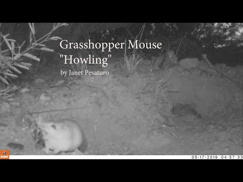 Grasshopper Mouse Howling: Trail Cam Audio/Video