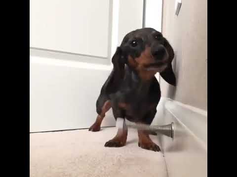 Dog Plays with Door Stop