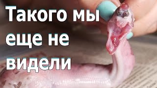 РОДИЛСЯ МУТАНТ ЗМЕИ (18+). Очень необычный экземпляр удава РОДИЛСЯ МУТАНТ ЗМЕИ (18+). Очень необычный экземпляр удава