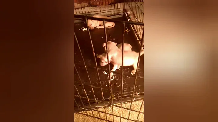 STARTING FROM SCRATCH GLOBAL"APBT LOVE" The Pedigree#APBTPLIFE#