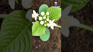 কি গাছ এটি ? #shorts #flower #plants #aivideo #growing #gardening #viral #timelapse  #diy #nature