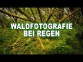 WALDFOTOGRAFIE bei REGEN | Satte Farben bringen spannende Bilder