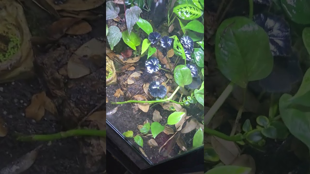 "fish"room update. frog tank terrarium setup, ten gallon x2