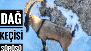 DAĞ KEÇİSİ - MALATYA - Dağ keçilerini sürü halinde görüntüledim-MOUNTAIN GOAT MALATYA