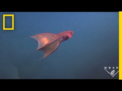 Meet the Vampire Squid
