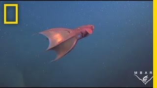 Meet the Vampire Squid | National Geographic