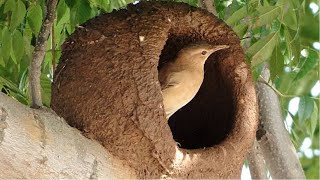 EL HORNERO 🐦 pajarito NACIONAL DE ARGENTINA  ( Furnarius Rufus )