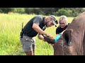 Emergency Veterinary Care for Released Rhino Orphan Busiso