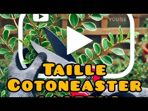 Taille Cotonéaster laiteux