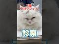 右目が開かない3歳のラガマフィンが動物病院にやって来た！