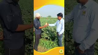 This farmer in Meerut is thrilled with the impressive results of Zoomin in his okra crops.
