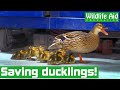 BABY DUCKS rescued from a garage! But something goes WRONG...