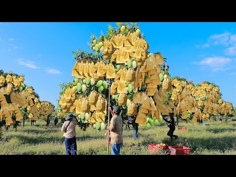 Video: Mango-Tourismus in Indien: 14 Top-Mango-Farmen und -Festivals
