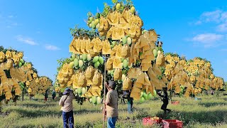 Mango Growing and Harvesting in My Village to Packaging Mango into Mango Factory