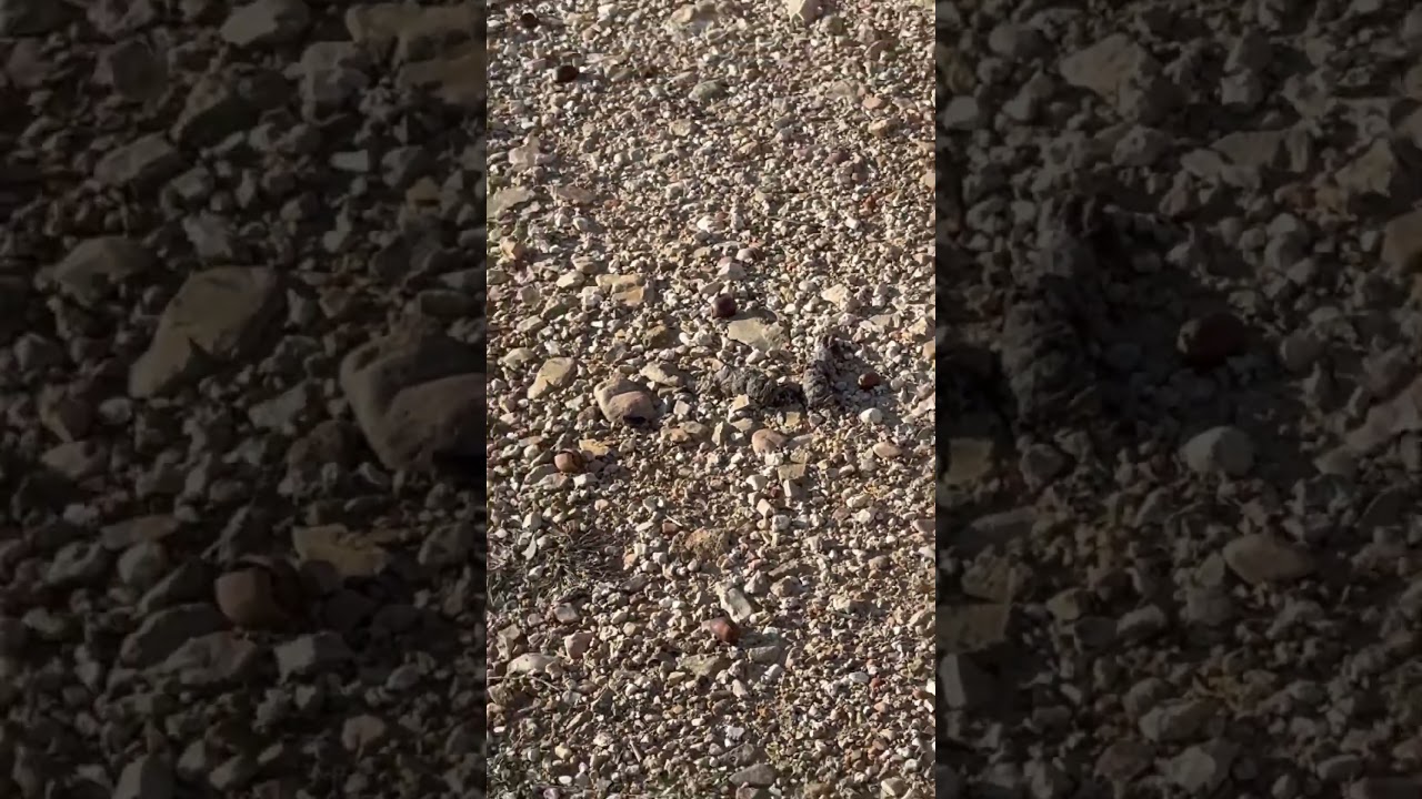 Urine post set (scent post set) 