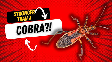 The Creepy Truth About Assassin Bugs: Fun Facts!