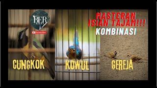 🔴 KOMBINASI MASTERAN ISIAN SUPER TAJAM ❗️❗️ CUCAK CUNGKOK KOWUL GEREJA TARUNG ❗️❗️ MASTERAN WAJIB ❗️