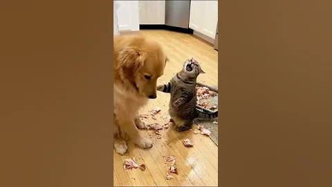 Watch the video about How Clever the Cat 😺 funny cat videos #shorts #ytshorts #funny #cat