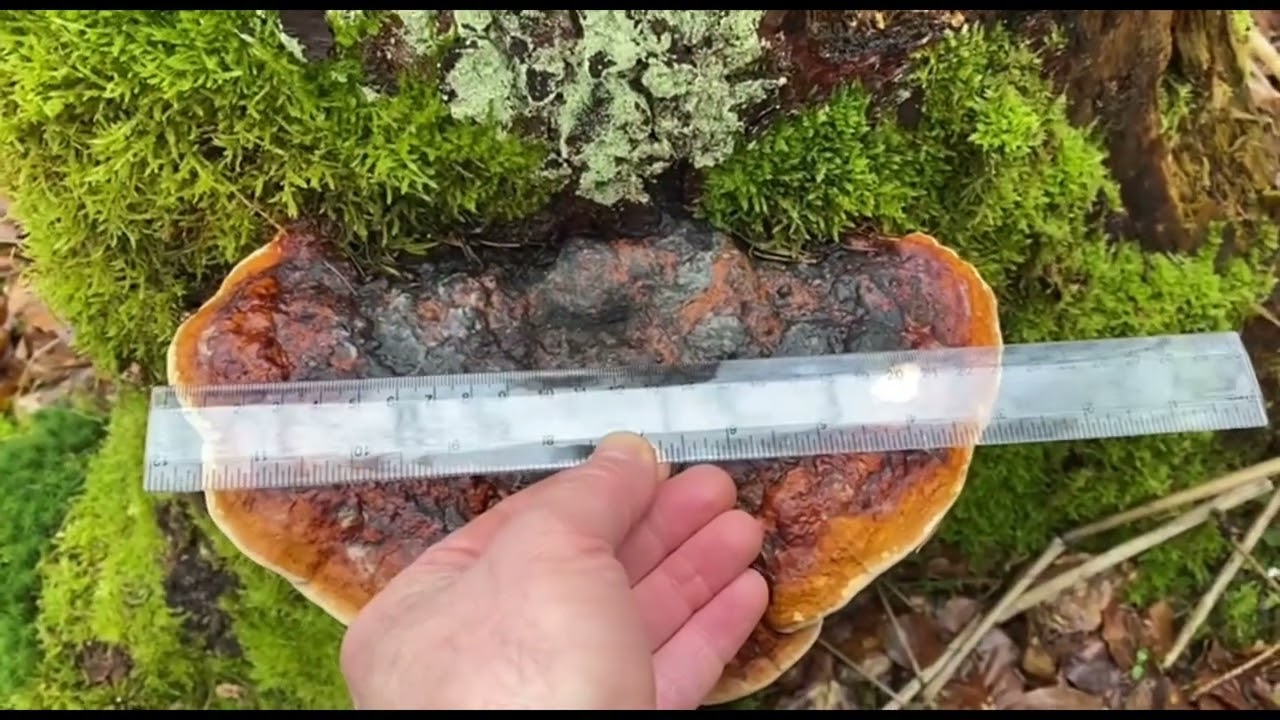 Rotrandiger Baumschwamm (Fomitopsis pinicola) für Einsteiger / Teil I