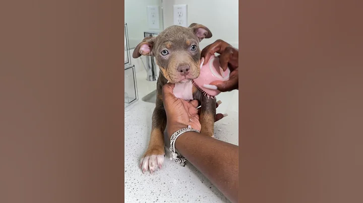 Puppy First Bath ASMR #viral #asmr #puppy #dogbath